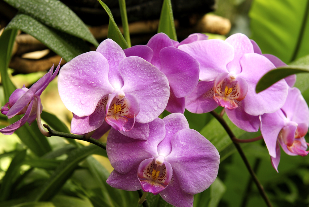 Orchidea: come poter avere una fioritura abbondante e foglie brillanti e forti.