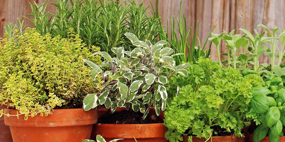 Come proteggere le piante aromatiche durante la stagione invernale.